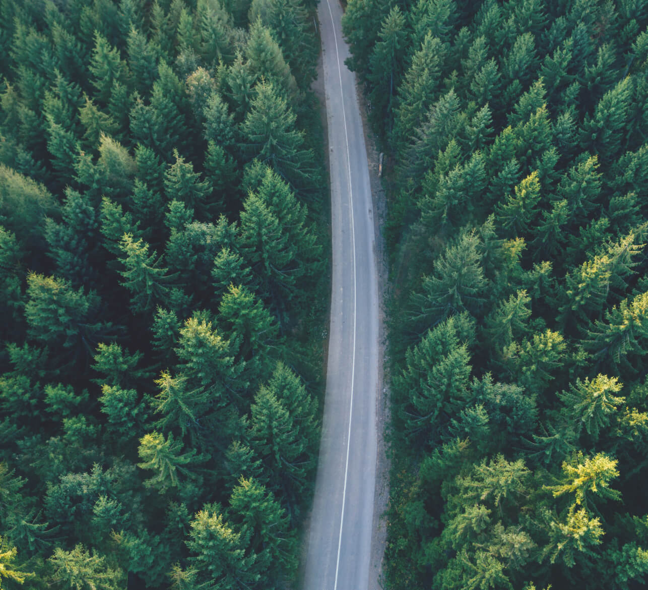 an overhead shot of a forest with a road running through it